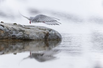 Arctic Arctic Tern (Sterna paradisaea) in flight, Terns (Sterninae), Gravnesodden, Spitsbergen,