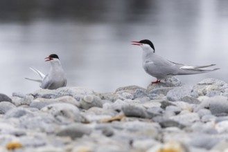 Arctic Arctic Tern (Sterna paradisaea), pair on gravel on the beach, Terns (Sterninae),