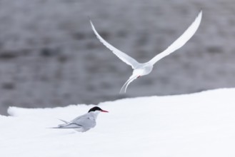 Arctic Arctic Tern (Sterna paradisaea) pair, Terns (Sterninae), Muchinsonfjord, Spitsbergen,