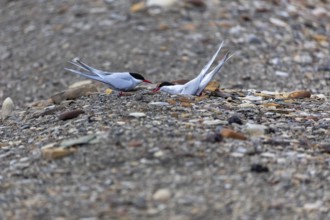Arctic tern (Sterna paradisaea) building a breeding site, terns (Sterninae), gravel ground, rock,