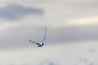 Arctic tern (Sterna paradisaea) in flight, fish in beak, terns (Sterninae), Longyearbyen,