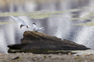 Arctic Arctic Tern (Sterna paradisaea) in flight, pair, food, bridal gift, Terns (Sterninae),