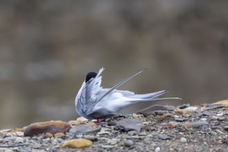 Arctic Arctic Tern (Sterna paradisaea) during plumage care, Terns (Sterninae), gravel ground, rock,