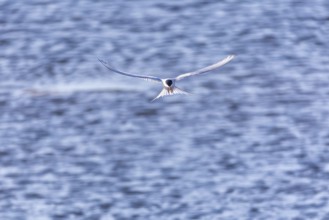Arctic Arctic Tern (Sterna paradisaea) in a shaking flight to catch fish, Terns (Sterninae),