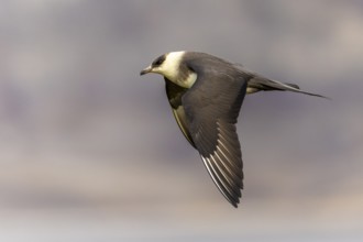 Long-tailed Skua (Stercorarius longicaudus) in flight, Aventdalen, Longyearbyen, Spitsbergen,