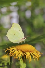 Lemon butterfly (Gonepteryx rhamny) on a yellow flower of a Great Telekie (Telekia speciosa),
