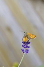 Large skipper (Ochlodes venatus), collecting nectar from a flower of Common lavender (Lavandula
