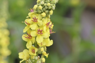 Dark mullein (Verbascum nigrum), flowers, inflorescence, in a natural garden, close-up, Wilnsdorf,