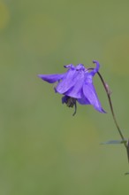 Columbine (Aquilegia vulgaris), blue flower at the edge of a forest, Wilnsdorf, North