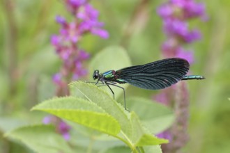 Blue-winged damselfly (Calopteryx virgo), male, on a leaf at a garden pond, close-up, Wilnsdorf,