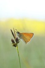 Large skipper (Ochlodes sylvanus, Augiades sylvanus), resting in the evening on a blade of grass in