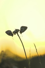 Checkerspot butterfly (Melanargia galathea), in the evening at sunset on a blade of grass in a