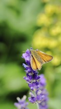 Large skipper (Ochlodes venatus), collecting nectar from a flower of Common lavender (Lavandula