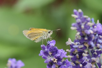 Large skipper (Ochlodes venatus), collecting nectar from a flower of Common lavender (Lavandula