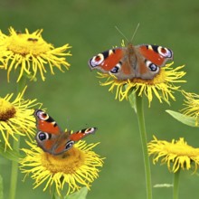 Peacock butterfly (Aglais io), two butterflies on yellow flowers of a Great Telekie (Telekia