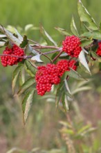 Red Elderberry (Sambucus racemosa), Grape Elderberry, Stag Elderberry, on a forest area destroyed