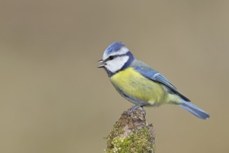 Blue tit (Parus caeruleus), sitting and singing on moss-covered dead wood, Wilnsdorf, North