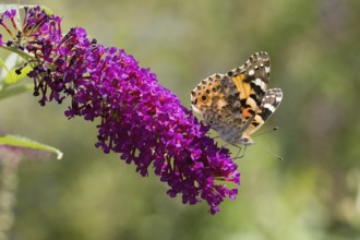Thistle butterfly (Vanessa cardui, Cynthia cardui) on lush purple flowers (summer lilac, Buddleja