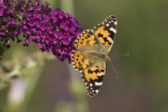 Thistle butterfly (Vanessa cardui, Cynthia cardui) on a purple flower (Buddleja davidii) in a