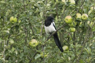 Magpie (Pica pica) sitting on a branch of an apple tree, surrounded by green leaves and unripe