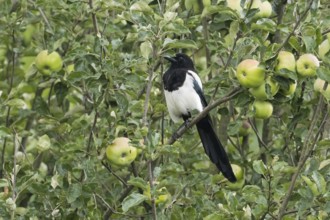 Magpie (Pica pica) sitting on a branch of an apple tree, surrounded by green leaves and unripe