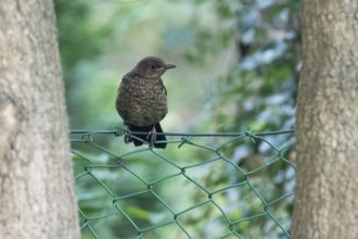 Blackbird (Turdus merula), young bird, sitting on a wire fence between trees, Hesse, Germany