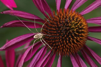 Weavers (Opiliones spec) on a flower of the purple coneflower (Echinacea purpurea), Hesse, Germany
