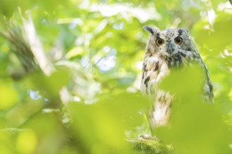 A long-eared owl (asio otus) peers intently through the dense foliage of the forest, Hesse, Germany