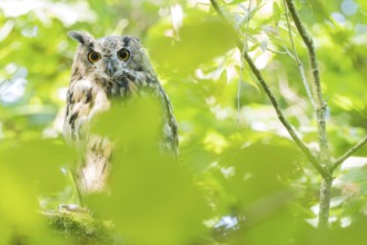 A long-eared owl (asio otus) hides between leaves, surrounded by light and shadow in the forest,