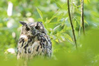 A long-eared owl (asio otus) stands in the green forest and looks through the foliage with wide