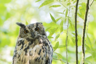 A long-eared owl (asio otus) is surrounded by green branches and curiously observes its