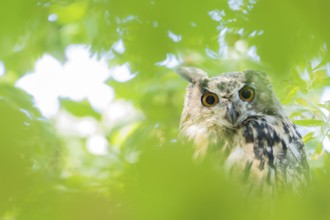 A long-eared owl (asio otus) hides between green leaves in the forest and looks attentively, Hesse,