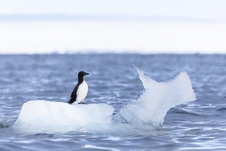 Thick-billed guillemot (Uria lomvia) on an ice floe, sea, water, alcids (Alcidae), Alkefjellet,