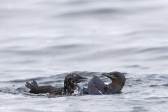 Thick-billed guillemot (Uria lomvia) fighting in the water, alcids (Alcidae), Alkefjellet,