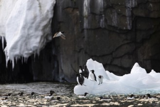 Thick-billed guillemot (Uria lomvia) on an ice floe, alcids (Alcidae), Alkefjellet, Spitsbergen,