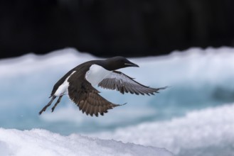 Thick-billed guillemot (Uria lomvia) on an ice floe, alcids (Alcidae), Alkefjellet, Spitsbergen,