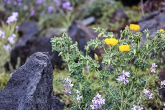 Yellow Hornpoppy (Glaucium flavum), volcanic rock, Oia, Thira, Santorini, Cyclades, Greece
