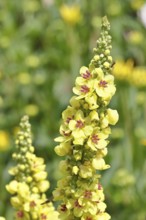 Dark mullein (Verbascum nigrum), flowers, inflorescences, in a natural garden, Wilnsdorf, North