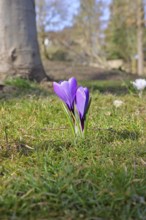Violet crocus (Crocus neapolitanus), two flowers next to each other, spring, Siegen, North