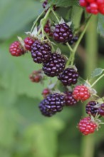 Blackberries (Rubus fruticosus), unripe and ripe fruit on a bush in a forest, Wilnsdorf, North