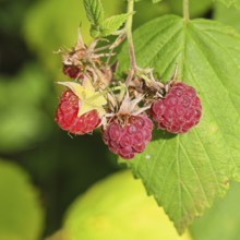 Wild raspberries (Rubus idaeus) ripe fruit on a vine in the forest, Wilnsdorf, North