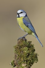 Blue tit (Parus caeruleus), sitting on moss-covered dead wood, Wilnsdorf, North Rhine-Westphalia,