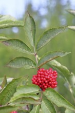 Red Elderberry (Sambucus racemosa), Grape Elderberry, Stag Elderberry, on a forest area destroyed