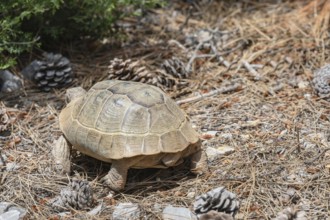 Common Tortoise (Testudo graeca) moving into the wood, Panormitis, Symi Island, Dodecanese Islands,