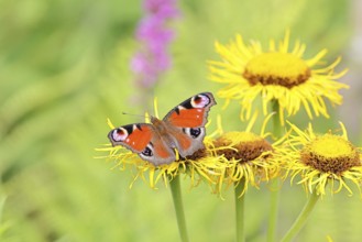 Peacock butterfly (Aglais io), on a yellow flower of a Great Telekie (Telekia speciosa), Wilnsdorf,