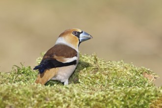 Hawfinch (Coccothraustes coccothraustes), male, sitting on a moss-covered tree stump, Wilnsdorf,