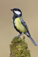 Great tit (Parus major), sitting on a moss-covered tree root, Wilnsdorf, North Rhine-Westphalia,