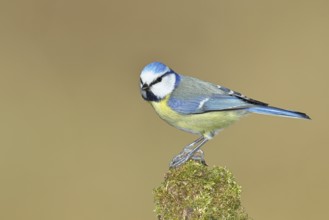Blue tit (Parus caeruleus), sitting on moss-covered dead wood, Wilnsdorf, North Rhine-Westphalia,