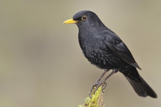 Blackbird (Turdus merula) male, on a moss-covered tree root, Wilnsdorf, North Rhine-Westphalia,