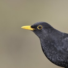Blackbird (Turdus merula) male, animal portrait, Wilnsdorf, North Rhine-Westphalia, Germany